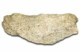 Dinosaur (Triceratops) Frill Shield Section - Montana #338944-1